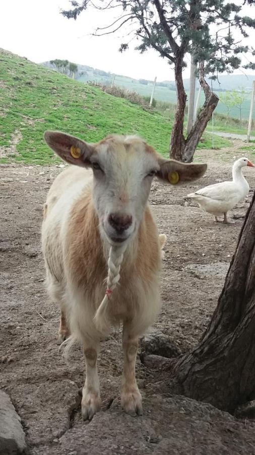 Agriturismo Santa Bruna Volterra Dış mekan fotoğraf